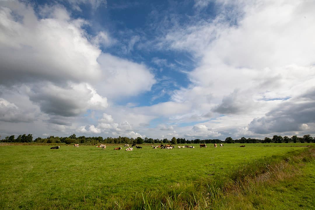 Foto: Anne van der Woude