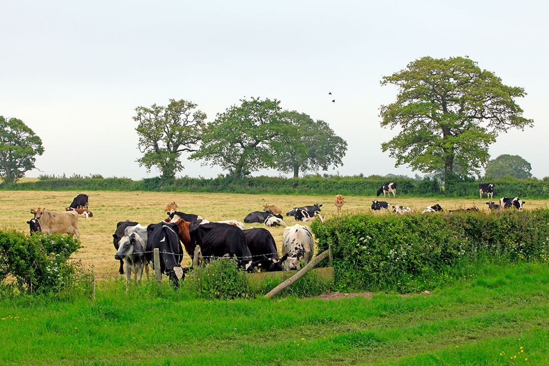 Foto: Henk Riswick