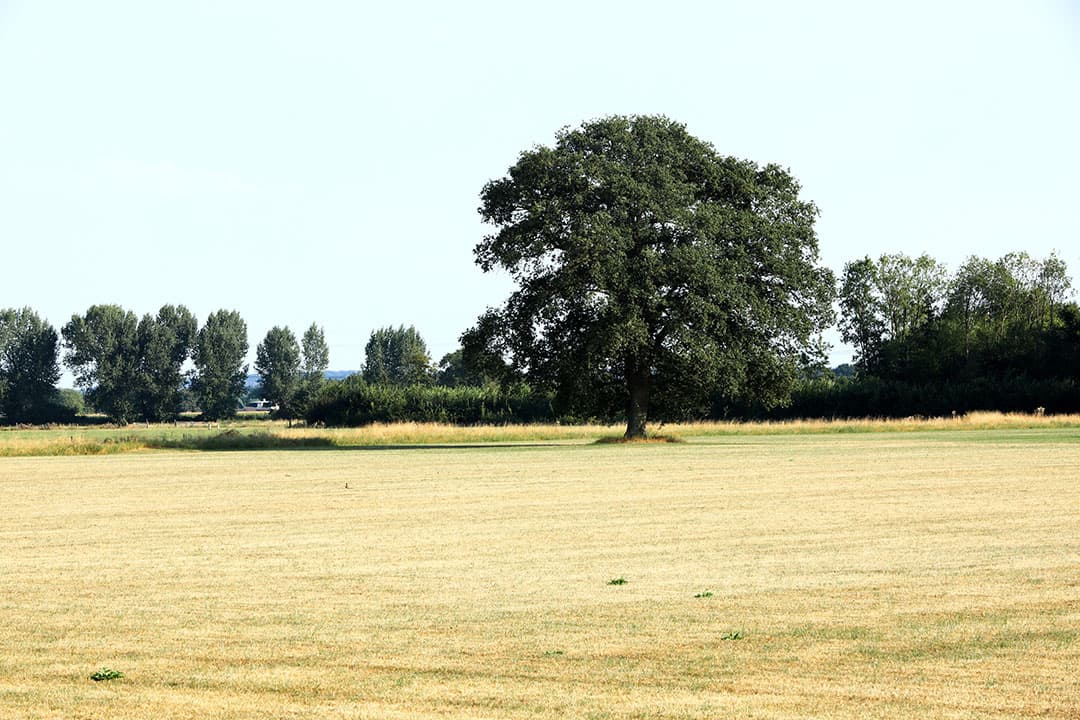 Foto: Henk Riswick
