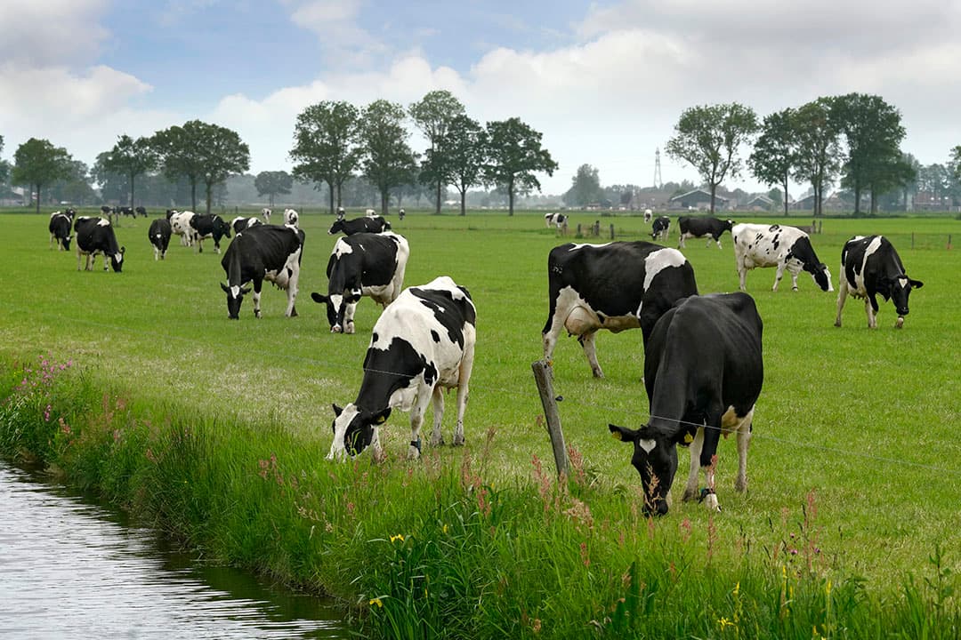 Foto: Ruud Ploeg