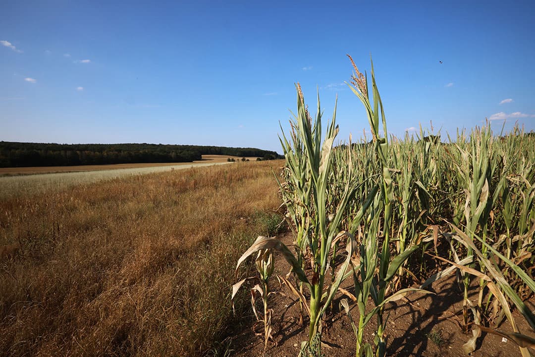 Droogte zoals hier in de Achterhoek heeft een negatief effect op de nitraatgehaltes in uitspoelingswater van landbouwpercelen.