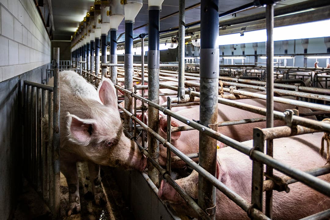 Dierenactivisten willen af van boxen in de veehouderij. - Foto: Ronald Hissink