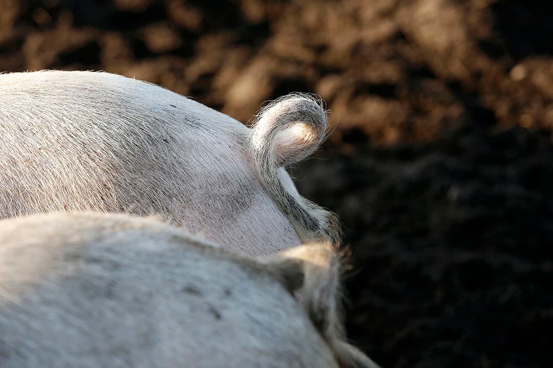 Foto: Hans Prinsen