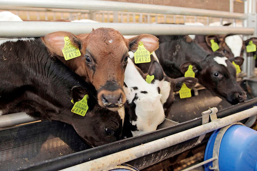 De GD ziet steeds vaker Mannheimia Haemolytica in ingezonden sectiemateriaal bij vleeskalveren. Dierenartsen herkennen die tendens niet in de praktijk. - Foto: Ton Kastermans Fotografie