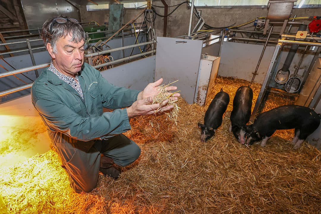 De varkens houden het hok kurkdroog, toont Scheepens. Rechts het urinoir. Links achter moeten de varkens poepen. - Foto's: Bert Jansen