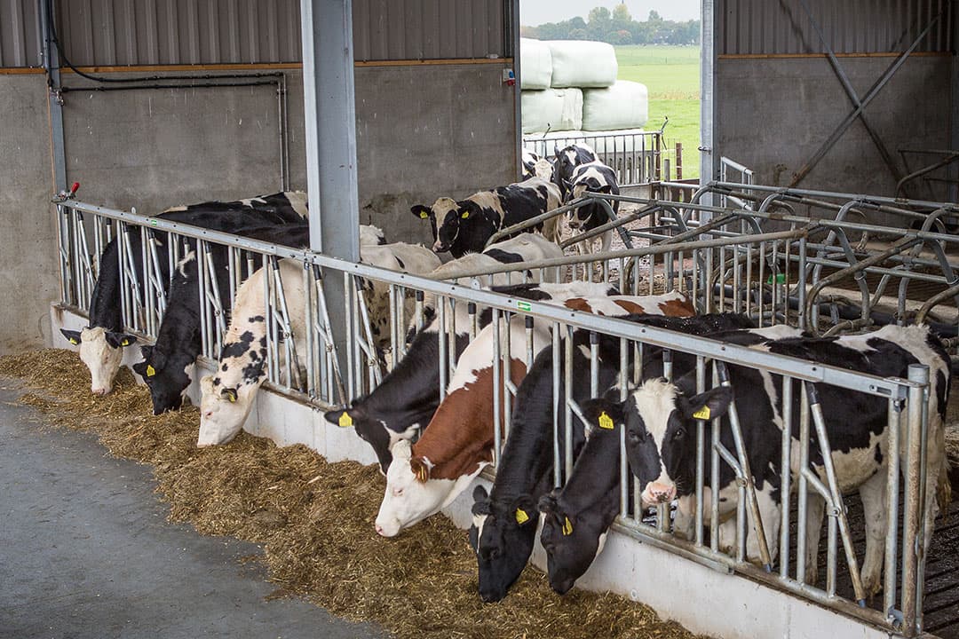 Vaak gaat herfstgras naar jongvee. Let daar dus vooral op eventuele vergiftigingsverschijnselen als de kuil veel nitraat bevat.