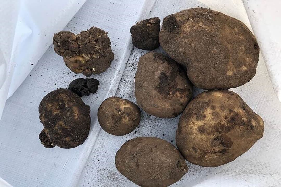 Zetmeelaardappelknollen met wratten, veroorzaakt door wratziekte. - Foto: NVWA