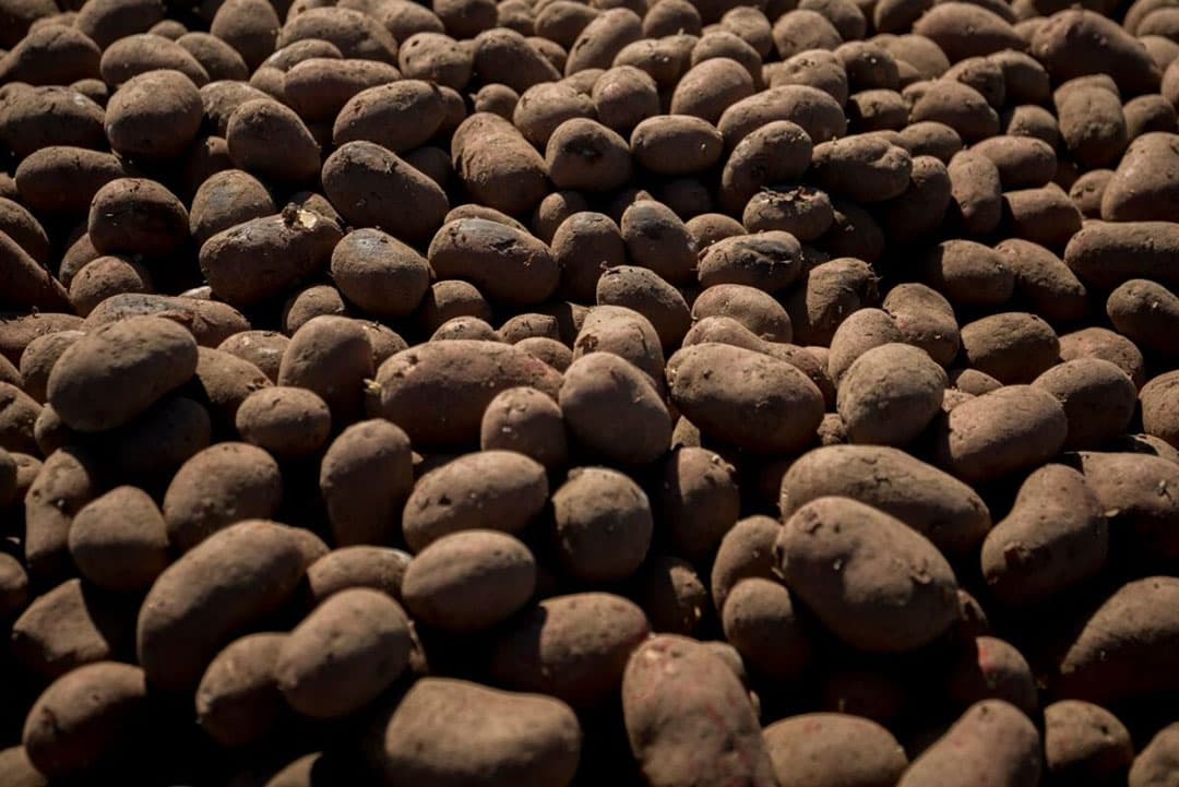 Schotland is een belangrijke concurrent van Nederland in de export van pootgoed. Foto: Canva