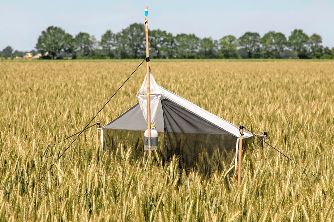 Met behulp van een insectenval kan de biodiversiteit worden gemeten in een akkerbouwgewas.