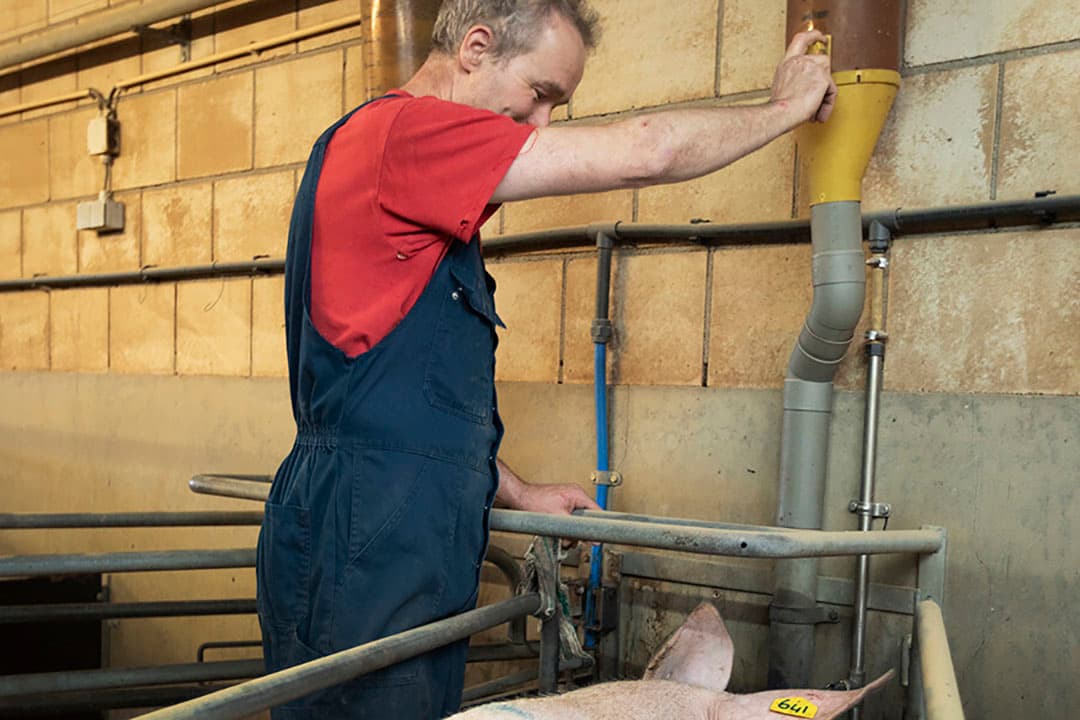 Bielderman is pas tevreden als de zeugen in de kraamstal 8,5 tot 9 kilo voer per dag opnemen. - Foto's: Hans Banus