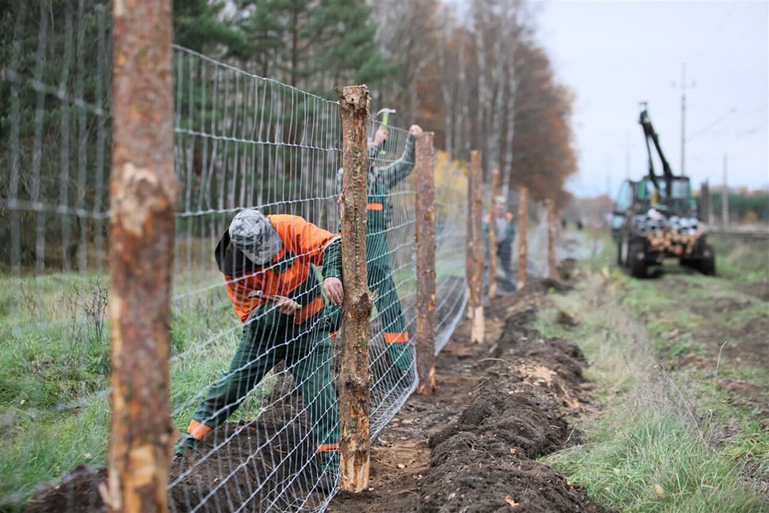 Een metalen afscheiding wordt geplaatst in het westen van Polen, nabij de grens met Duitsland, om wilde zijnen tegen te houden. - Foto: ANP