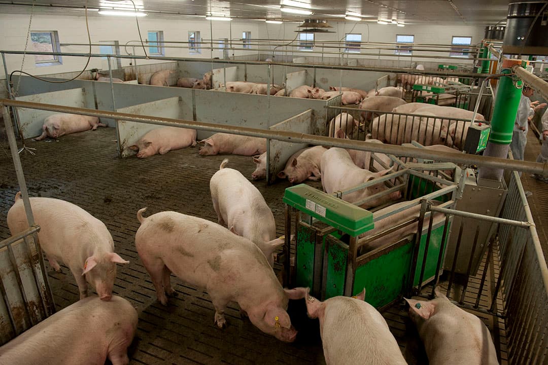 De Duitse zeugenstapel krimpt met zo'n 300.000 dieren. Foto: Mark Pasveer