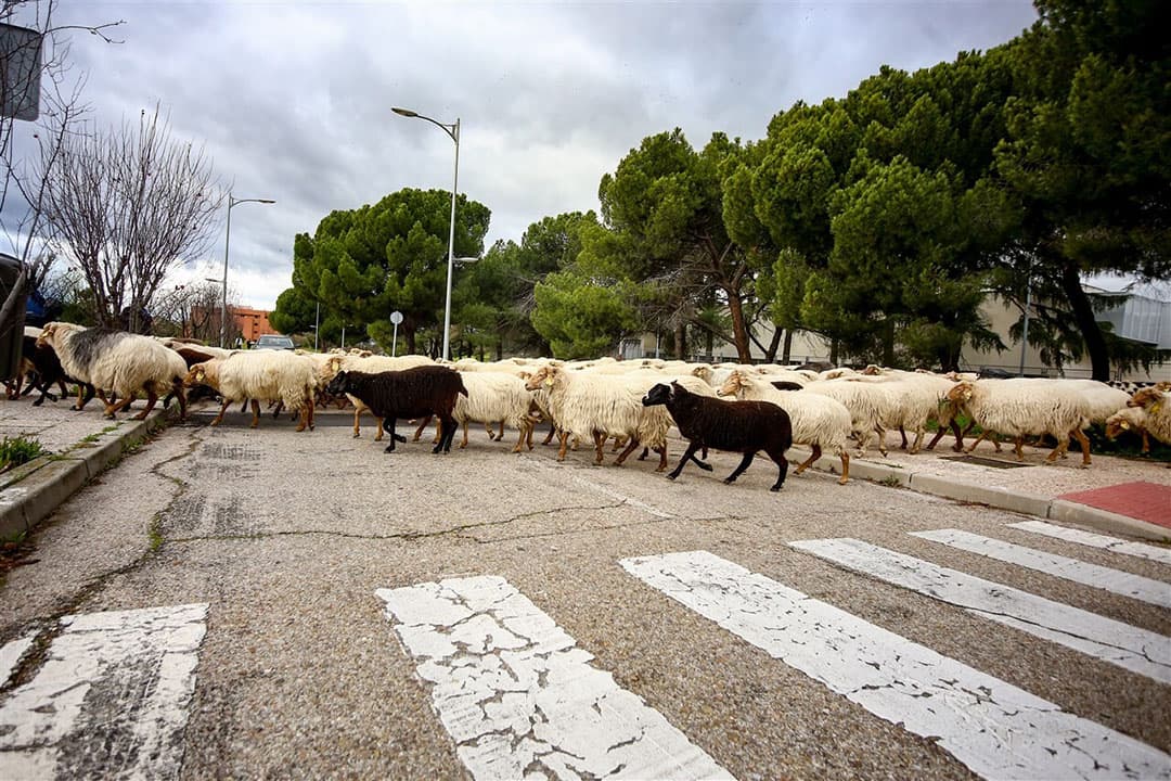 Hoe steekt een kudde schapen de weg over? Nou zo, net langs het zebrapad.   Foto: Zuma Press