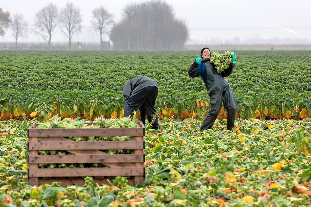 Spruitenoogst bij maatschap Kroon in Borgercompagnie (Gr.). De top wordt uit de plant geslagen, dan de bladeren eraf, waarna de stronk met spruiten wordt afgesneden. In kisten gaan die dan de opslag in bij -1 graad. Tot begin maart worden de spruiten goed gehouden.  Dan is de markt leeg, plukken we, en komen dan met een frisse spruit op de markt , aldus Wim Kroon. Van de 13 hectare gaat 9 hectare de koeling in. Tot op maart in het veld laten staan is geen optie. - Foto: Koos van der Spek