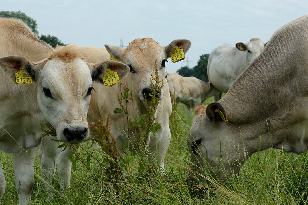 We denken te conservatief over natuur