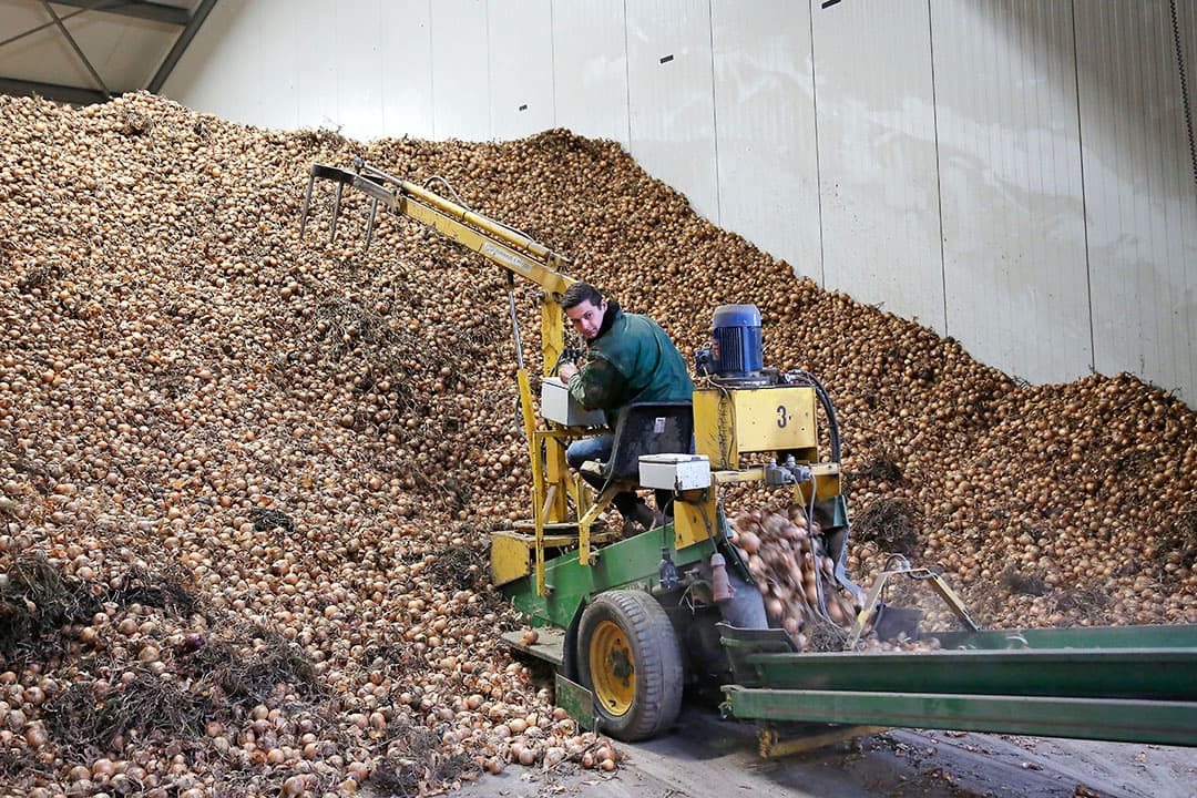 De gele zaaiuien zijn half november al afgeleverd. De prijzen zijn goed en de kwaliteit is ook prima. Hoe langer je bewaart, hoe meer risico dat deze factoren minder gunstig worden. - Foto's: Studio Kastermans