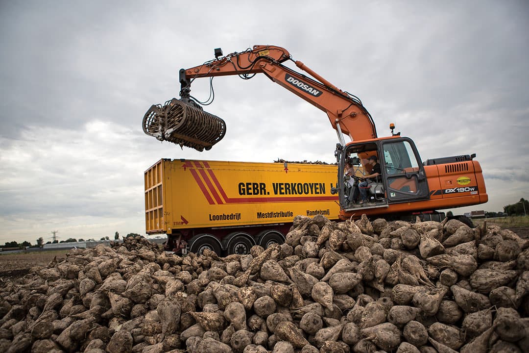 Suikerbieten worden geladen voor transport naar de fabriek. - Foto: Peter Roek