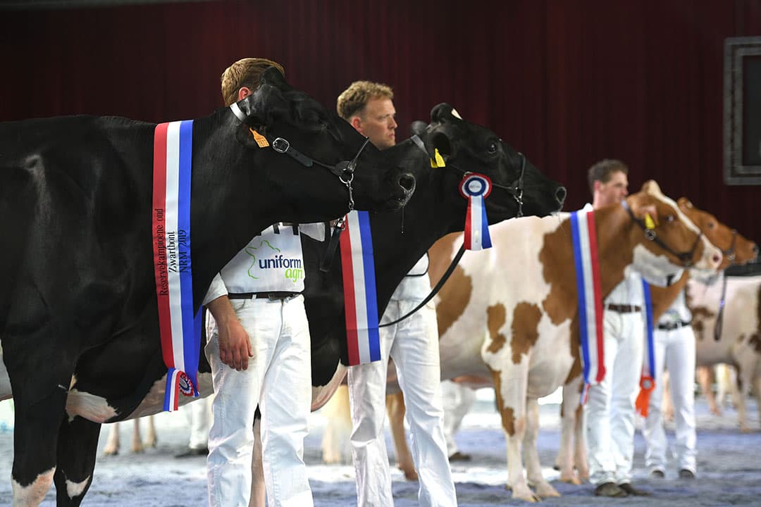 Beeld van de NRM uit 2019. De individuele koeienkeuring is een belangrijk onderdeel van de NRM. - Foto: Mark Pasveer
