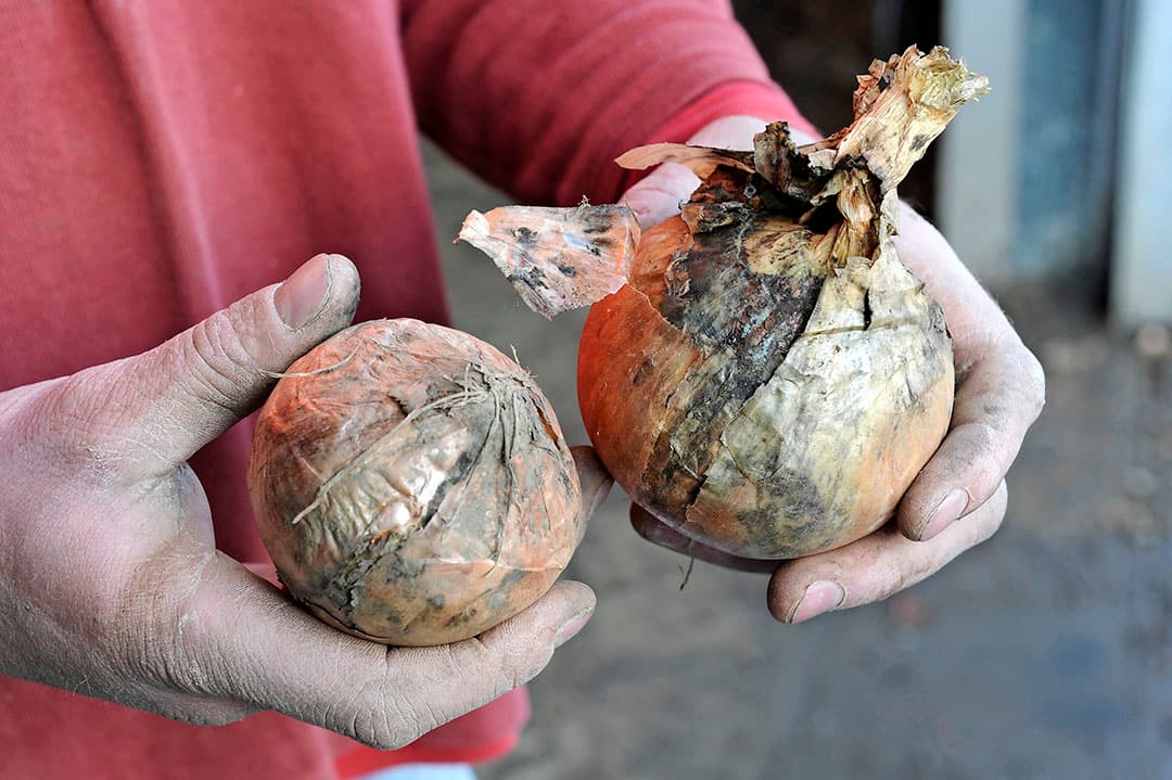 Rechts koprot en links een gevolg van fusarium. Goed drogen is een goede remedie.