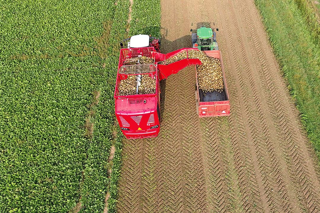 Inzetten op de teelt van suikerbieten biedt kansen voor de productie van biomassa, aldus Dorette Corbey. - Foto: Henk Riswick