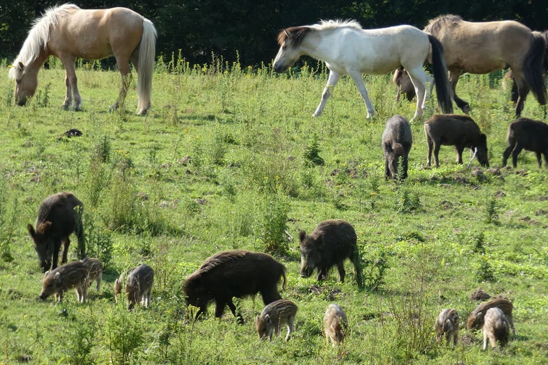 IJslandse paarden en wilde zwijnen met biggen op de Veluwe. - Foto: Jan Vullings