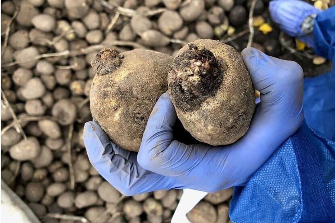 Wratziekte is een schimmelziekte in aardappelen.