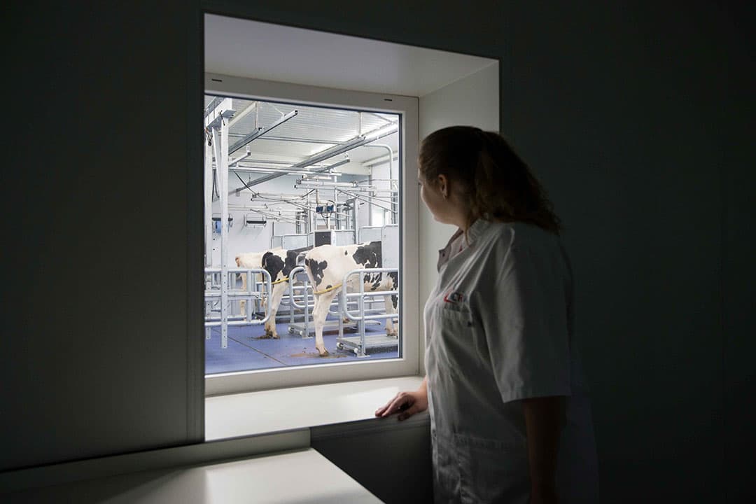 CRV-vestiging in Wirdum. CRV blijft vooralsnog buiten alle fusies in de rundveefokkerijwereld. - Foto: Anne van der Woude
