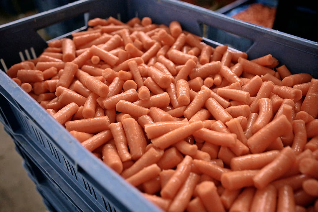 Peen na het spoelen. Veel biopeen gaat naar Duitse discounters. Foto: Michel Zoeter