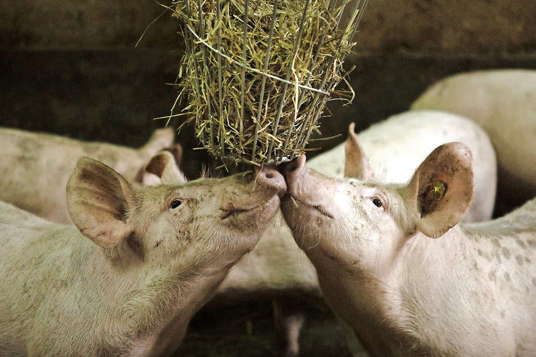 ViN geeft met sinterklaas stroruiven en stro weg voor de varkens.