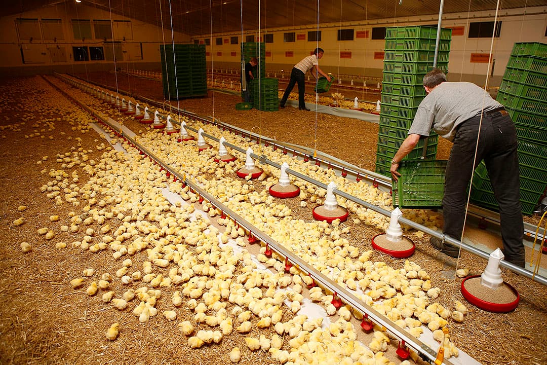 Vleeskuikens opzetten. - Foto: Hans Prinsen