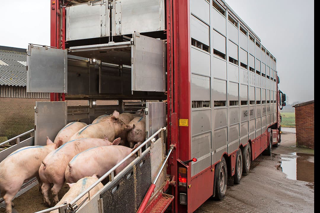 Varkens laden voor transport. - Foto: Peter Roek