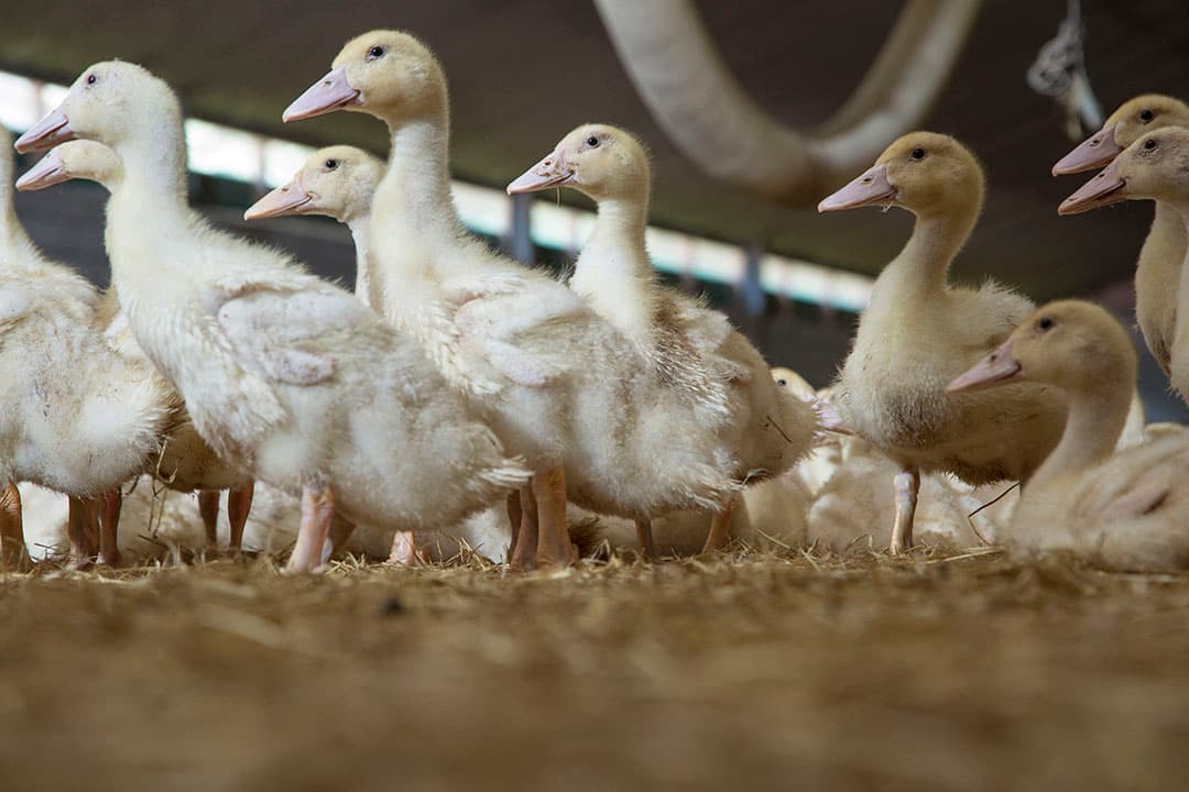 Eenden van ongeveer 3,5 week oud. Volgens de prognose van de Europese Commissie krimpt vooral de eendenvleesproductie dit en volgend jaar. - Foto: Koos Groenewold