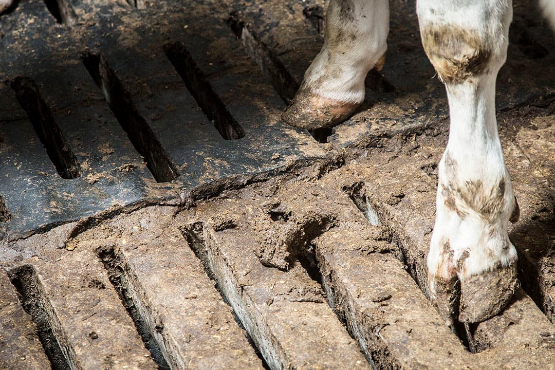 Foto: Koos Groenewold