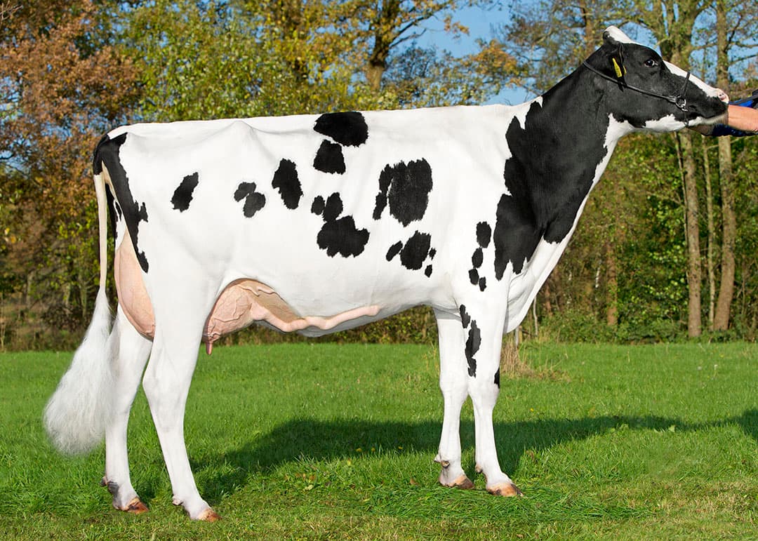 Weelder Esmonique 62 is de grootmoeder van Delta Endless. - Foto: Alger Meekma