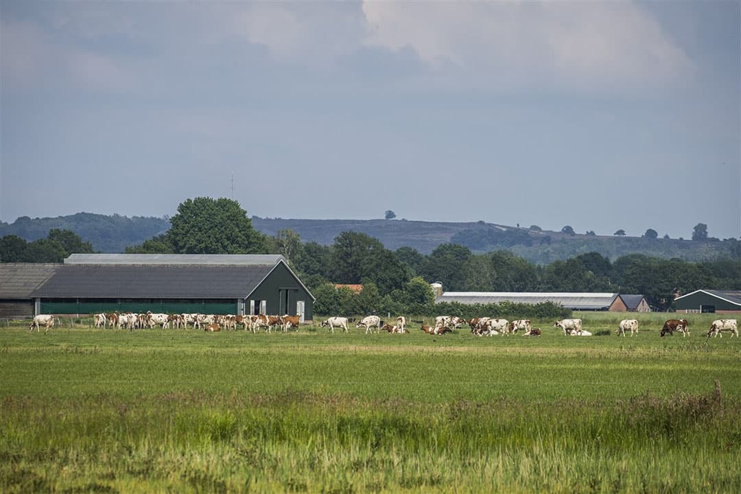 Koeien in de weide met in de achtergrond het natuurgebied De Lemelerberg met bos en heide. - Foto: ANP