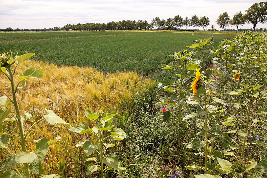 Er komt een basisbetaling, waaraan voorwaarden worden verbonden. Daar bovenop kunnen boeren hun steun verhogen door extra inspanningen te doen voor klimaat, milieu en biodiversiteit, via zogenoemde ecoregelingen. Foto: Hans Prinsen