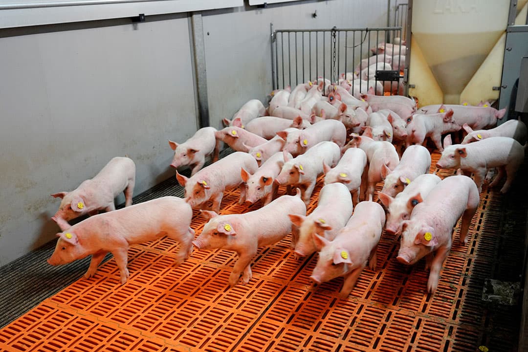 Vanaf februari zal het biggenaanbod wekelijks 25.000 dieren lager zijn dan gemiddeld in 2020 het geval was. - Foto: Ruud Ploeg
