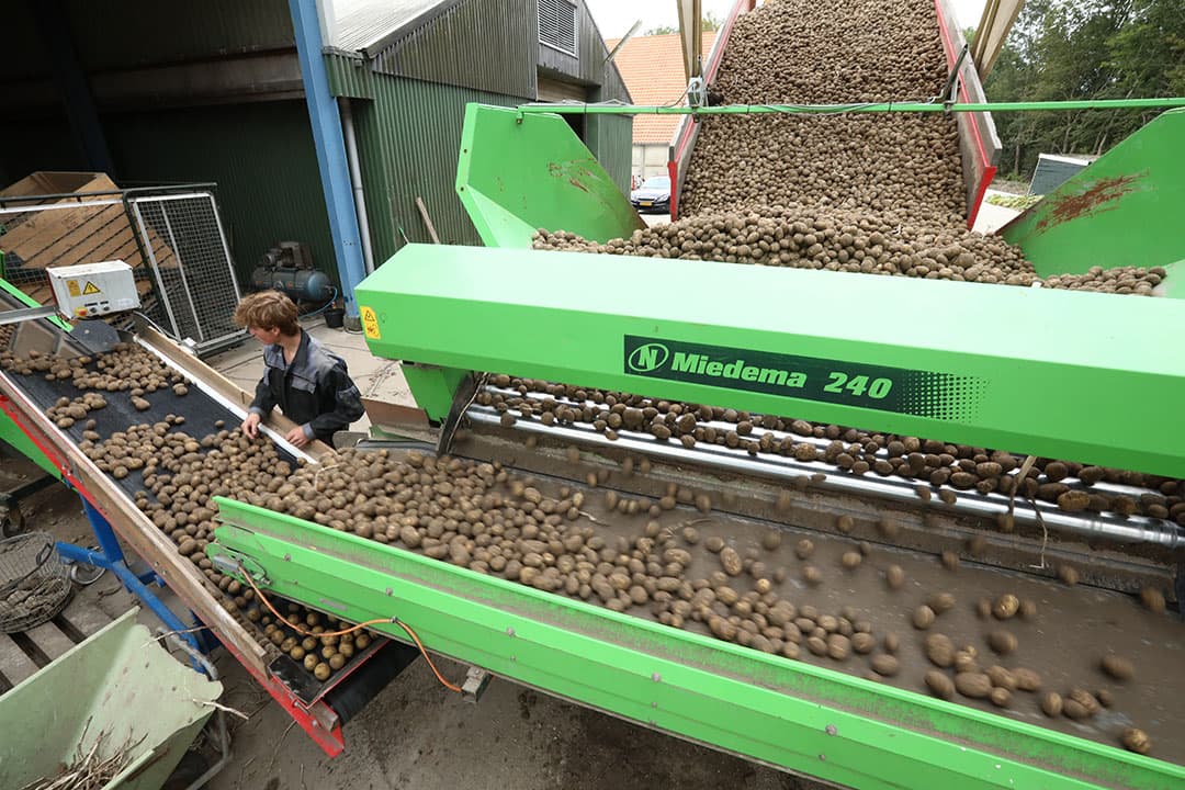 Oogst pootgoed. - Foto: Henk Riswick