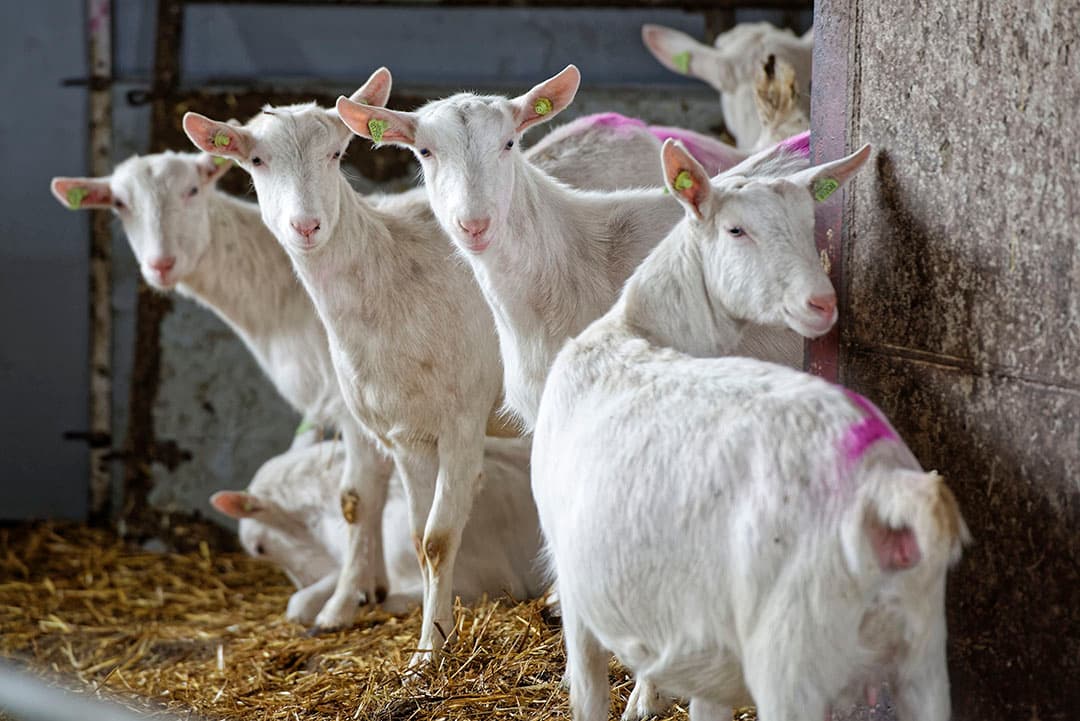 In 2020 worden er gemiddeld 837 melkgeiten op een geitenbedrijf geteld. Foto: Lex Salverda