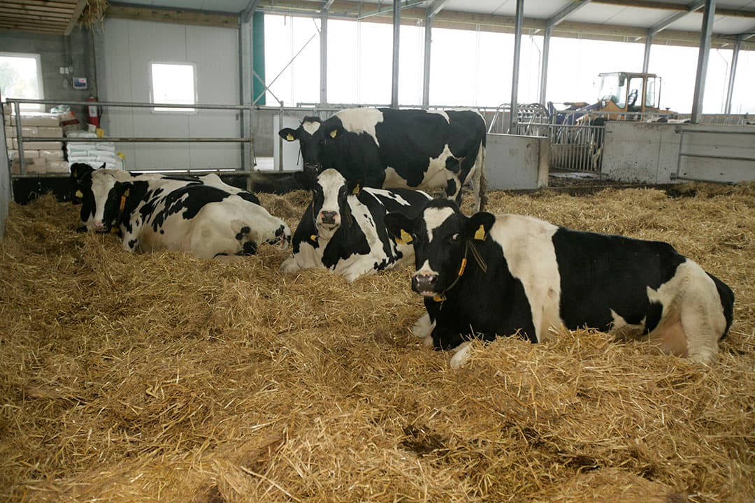 Foto: Koos Groenewold