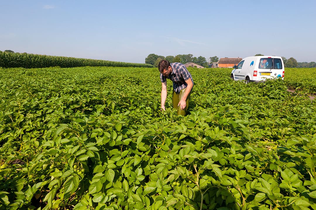 Veldkeuring door de NAK, bij de eerste keuring kan vanaf volgend jaar al op virus in klasse verlaagd worden.