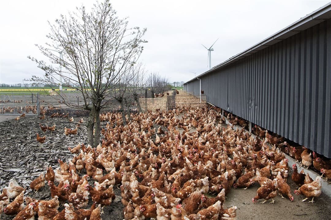 Kippen lopen vanuit de stal naar buiten op een pluimveebedrijf. - Foto: ANP