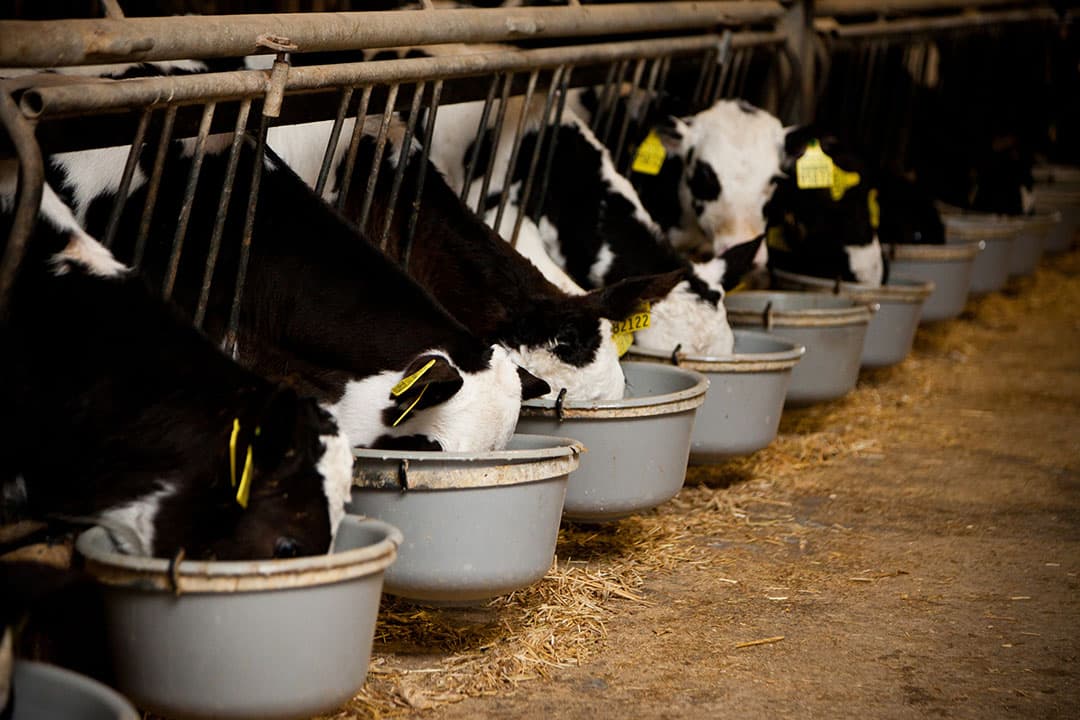 Relatief veel kalverhouders kijken naar de opkoopregeling. - Foto: Joris Telders
