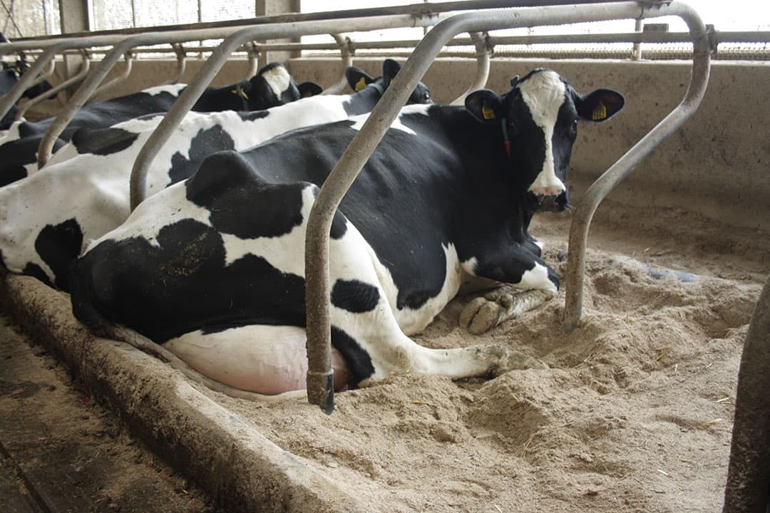 Veel koecomfort en hygiëne met Vlas-kalk strooisel