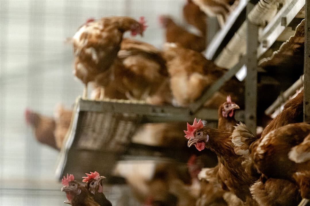 Sinds 22 oktober geldt een ophokplicht voor pluimvee. - Foto: ANP/Sander Koning