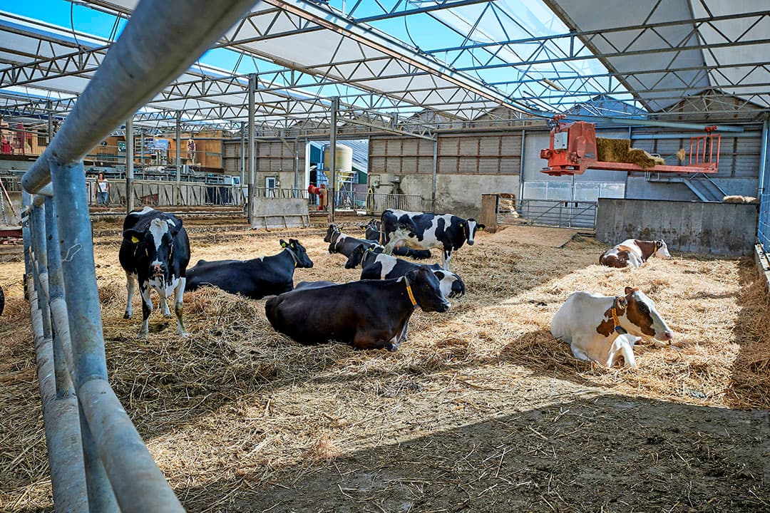 Voorbeeld van een biologische veehouderij. - Foto: Fred Libochant