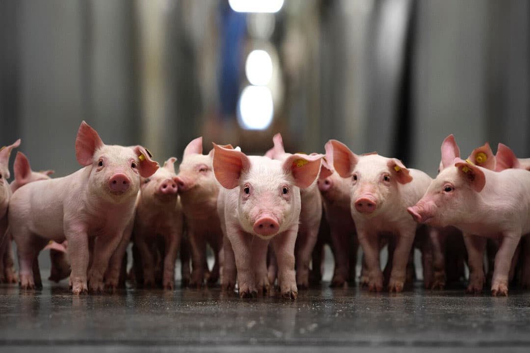 Foto: Trouw Nutrition