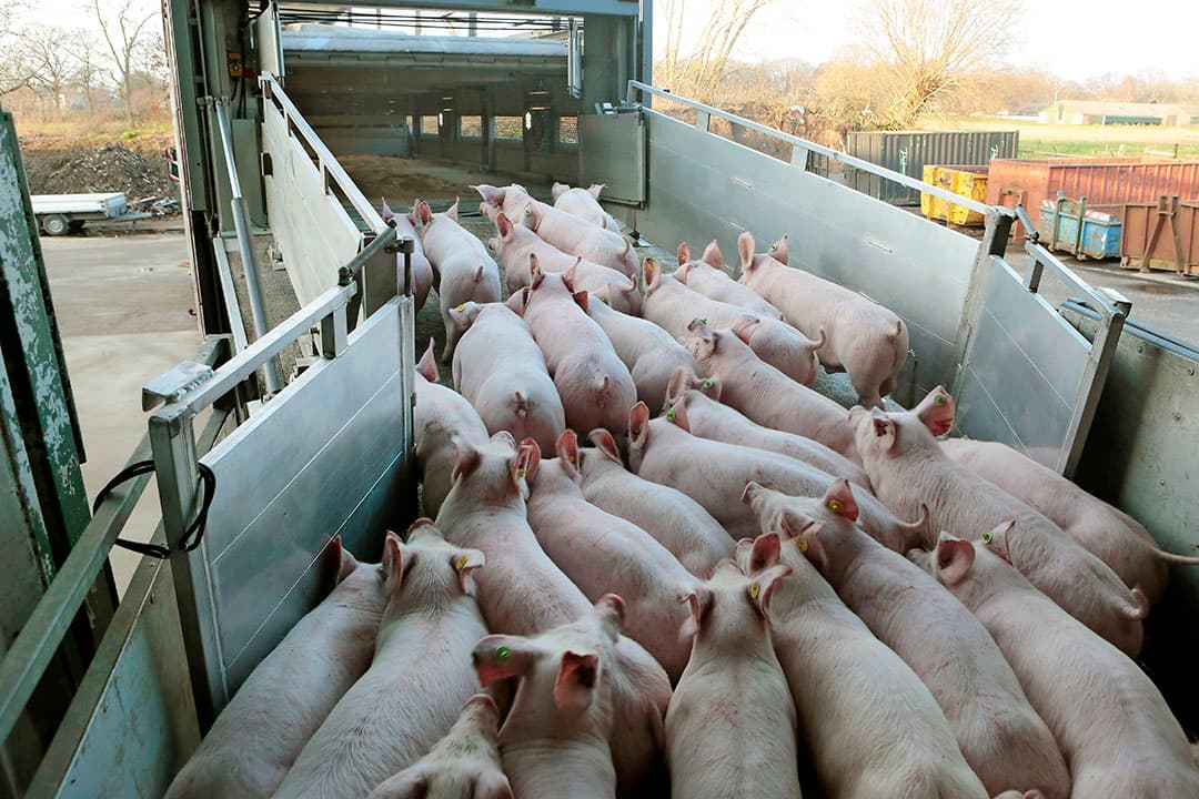 Biggen voor de export. Na de sanering zal het biggenaanbod kleiner uitpakken. - Foto: Ton Kastermans