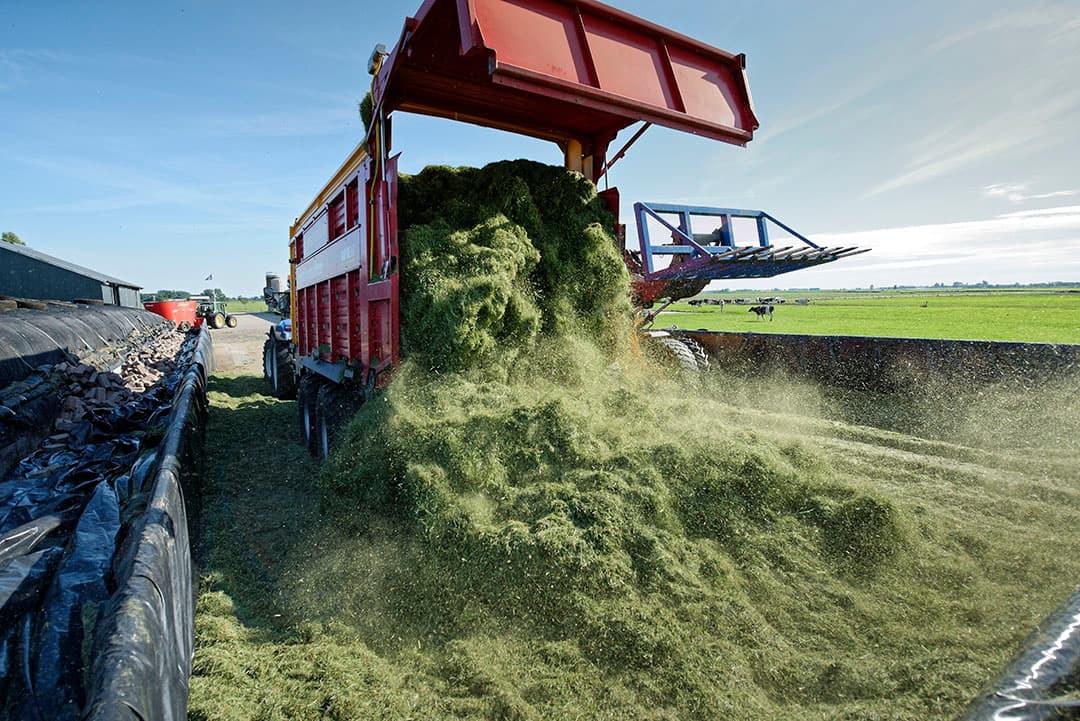 De kosten van inkuilen verschillen enorm per bedrijf. Een aantal factoren is moeilijk te veranderen, maar in de organisatie en werkwijzen zitten wel mogelijkheden. - Foto: Lex Salverda