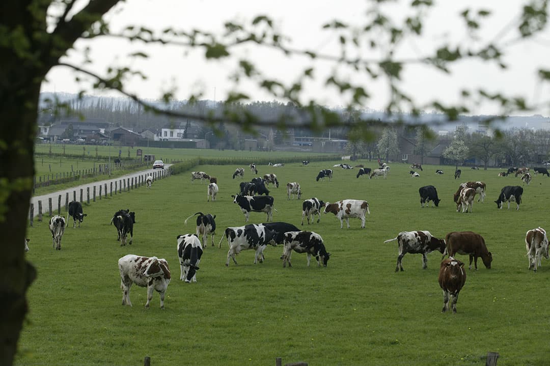 De RvS-uitspraak is leidend, stelt de Limburgse rechter, daarom is een geldige natuurvergunning noodzakelijk voor beweiden en bemesten. - Foto: Mark Pasveer